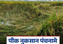 अल्प पावसामुळे खरीप पिकांचे मोठे नुकसान; विशेष आर्थिक पॅकेज जाहीर करा